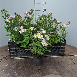Aster ageratoides 'Asran' GM P9 BIO