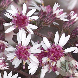 Aster l. 'Prince' GM P9