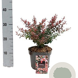Berberis thunb. 'Bagatelle' 12-15 cm 2,0L