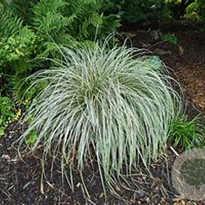 Carex Feather Falls GM P9 BIO