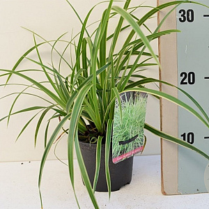 Carex morrowii 'Ice Dance' GM C5