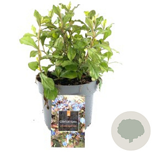 Ceratostigma plumbaginoides GM P9 BIO
