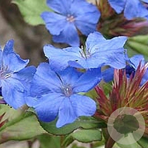 Ceratostigma griffithii GM P9