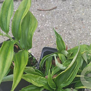 Disporopsis pernyi GM P9