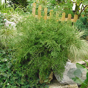 Dryopteris filix-mas GM P9