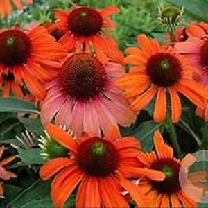 Echinacea 'Julia' GM P9 BIO