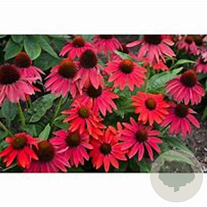 Echinacea Lakota Red GM P9 BIO