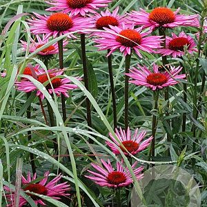 Echinacea p. 'Pica Bella' GM P9