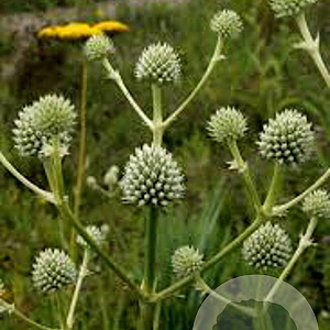 Eryngium agavifolium GM P9