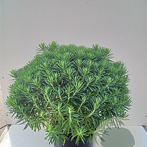 Euphorbia characias wulfenii GM P9 BIO