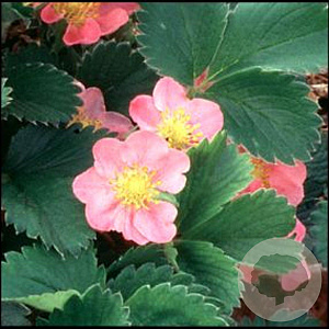 Fragaria 'Frel' GM P9