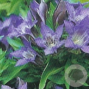 Gentiana dahurica GM P9