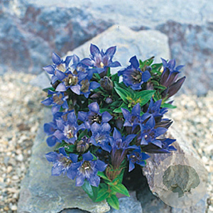 Gentiana dahurica GM P9