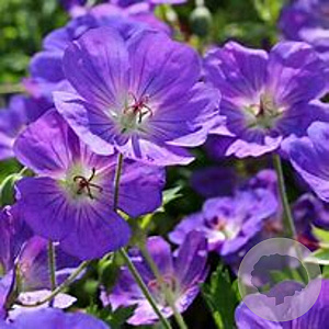 Geranium himalayense 'Baby Blue' GM P9 BIO