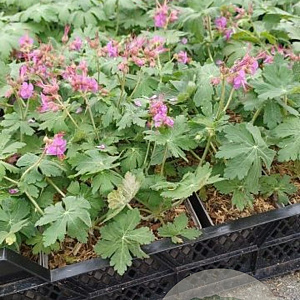 Geranium macrorrhizum GM P9 BIO
