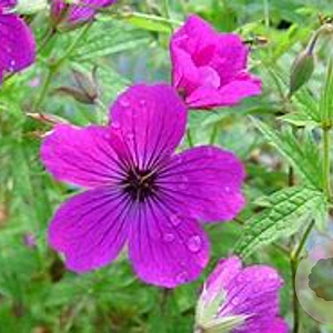 Geranium 'Red Admiral' GM P9 BIO