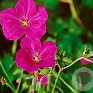 Geranium rivers. 'Russell Prichard' GM P9