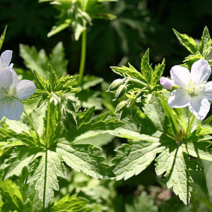Geranium sylv. 'Album' GM P9