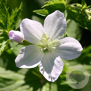 Geranium sylv. 'Album' GM P9