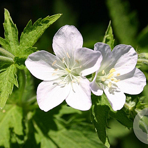 Geranium sylv. 'Album' GM P9