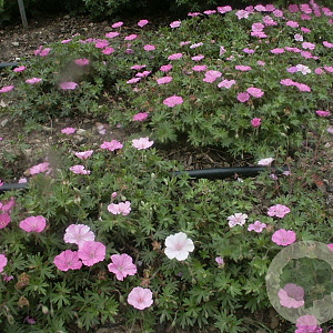 Geranium sang. 'Ankum's Pride' GM P9