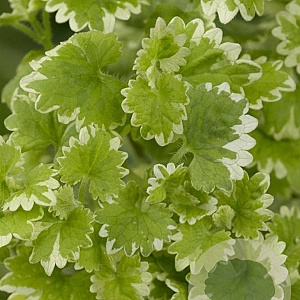 Glechoma hederacea 'Variegata' GM P9