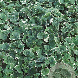 Glechoma hederacea 'Variegata' GM P9