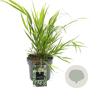 Hakonechloa macra GM P9 BIO