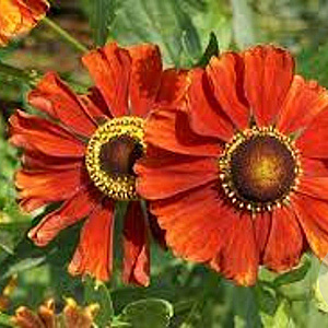 Helenium 'Baudirektor Linne' GM P9
