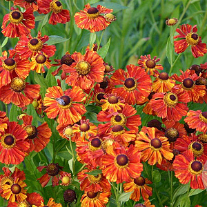 Helenium 'Baudirektor Linne' GM P9