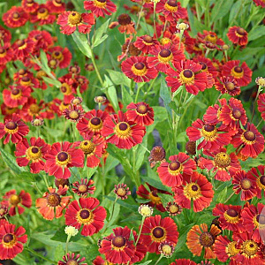Helenium 'Dunkle Pracht' GM P9
