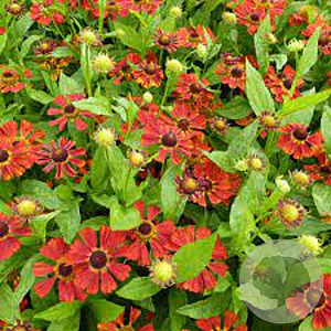 Helenium 'Dunkle Pracht' GM P9