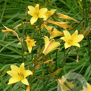Hemerocallis dumortieri GM P9