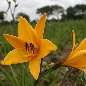 Hemerocallis dumortieri GM P9