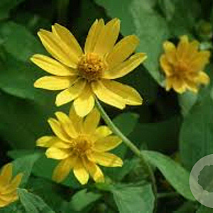 Helianthus microcephalus GM P9