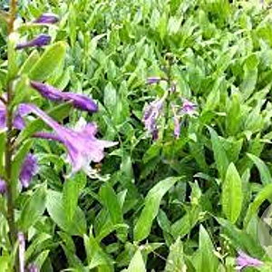 Hosta clausa normalis GM P9