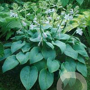 Hosta 'Fragrant Blue' GM P9