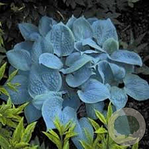 Hosta 'Fragrant Blue' GM P9