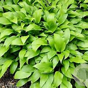 Hosta lancifolia GM P9 BIO