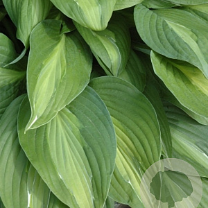 Hosta 'Striptease' GM P9
