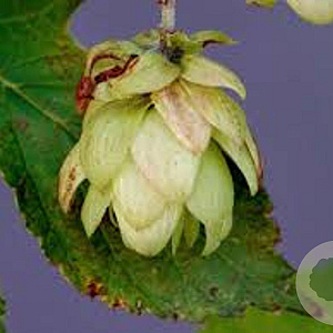 Humulus lupulus GM P9