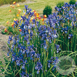 Iris sib. 'Blue King' GM P9