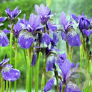 Iris sib. 'Blue King' GM P9