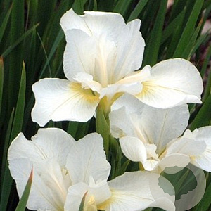 Iris sib. 'White Swirl' GM P9