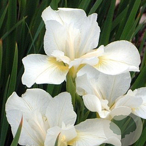 Iris sib. 'White Swirl' GM P9