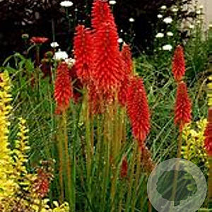 Kniphofia 'Redhot Popsicle' GM P9 BIO