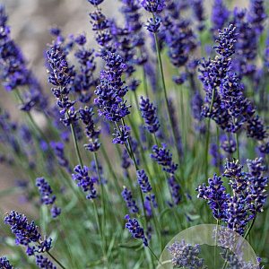 Lavandula ang. 'Munstead' GM P9