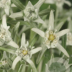 Leontopodium alpinum GM P9