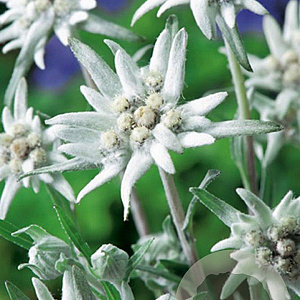 Leontopodium alpinum GM P9