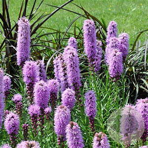Liatris spicata 'Kobold' GM P9 BIO